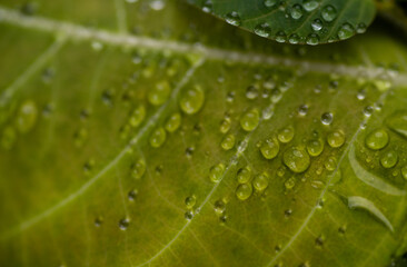 Close up of Various Water Drops on Yellow and Green Leaves