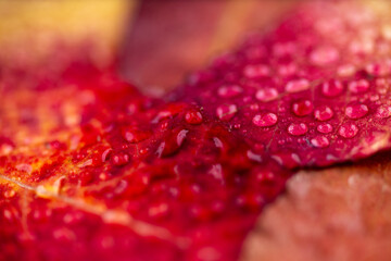 Close up of Orange and Red Maple Leaf with Water Drops All Over