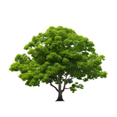 A lush green tree with a broad canopy, symbolizing nature and gr