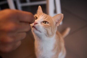 A Cat Happily Enjoying Delicious Treats Taken from a Gentle and Caring Hand Reaching Out