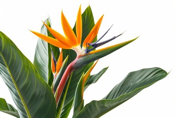 Fototapeta premium Bird of Paradise Tropical Flower Isolated, Strelitzia Bloom, Orange Exotic Bird Head Flower on White