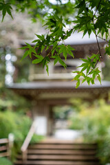 鎌倉2410　浄智寺20　もみじ