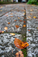 鎌倉2410　妙本寺39　落ち葉