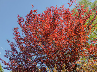 A red tree 