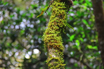 Beautiful green moss on tree, Macro image 