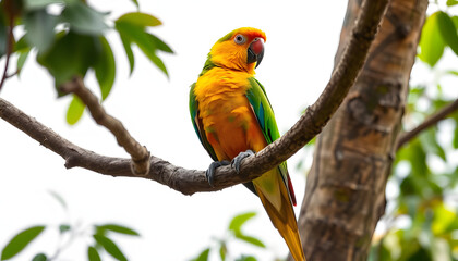 Obraz premium Bright parrot on tree branch against white background. Exotic pet isolated with white highlights, png