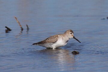 Obraz premium レンコン畑のハマシギ