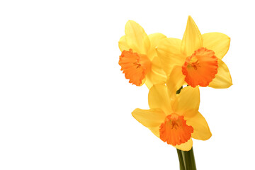白背景の黄色いスイセン