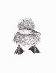 Pen and ink drawing of a duckling