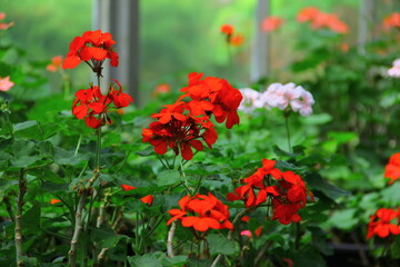 beautiful Red poppy flowers in the garden 