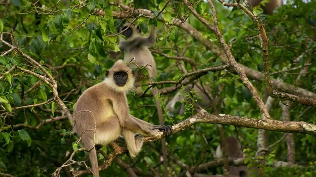 Tufted gray langur Semnopithecus priam also known Madras gray and Coromandel sacred langur, Old World mainly a leaf-eating monkey, found in southeast India and Sri Lanka, feeds on the tree.