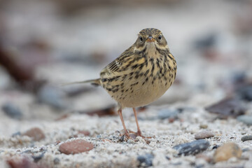 Meadow pipit (Anthus pratensis)