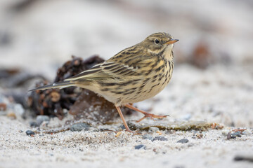 Meadow pipit (Anthus pratensis)