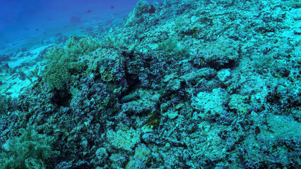 Sunlight shines on a vibrant coral reef in bali, teeming with marine life during a scuba diving adventure