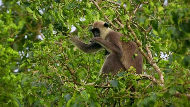 Tufted gray langur Semnopithecus priam also known Madras gray and Coromandel sacred langur, Old World mainly a leaf-eating monkey, found in southeast India and Sri Lanka, feeds on the tree.