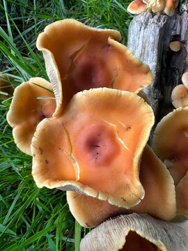 orange curly mushrooms in the grass