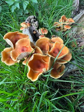 orange curly mushrooms in the grass