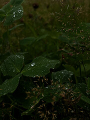 Clover