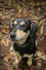mixed breed black and tan dog sitting down on leafy ground 