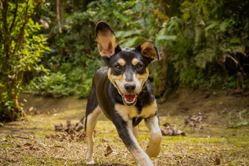 mixed breed black and tan dog running with one floppy ear