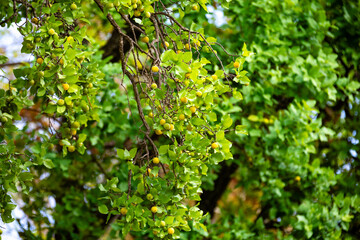 Ripe edible wild fruit from the Brazilian cerrado biome, fruit known as cagaita (Stenocalyx dysentericus) of the Magnoliopsida class and the Myrtaceae family.