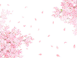 ウグイスのいる桜の木ー美しい薄いピンク色の桜の花と花びら春の水彩白バックフレーム背景素材イラスト