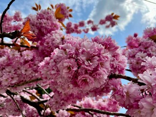 Fototapeta premium Dark Pink Cherry Blossom Blue Sky