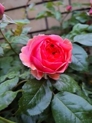 red rose in garden