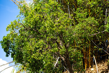 Ripe edible wild fruit from the Brazilian cerrado biome, fruit known as cagaita (Stenocalyx dysentericus) of the Magnoliopsida class and the Myrtaceae family.