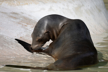 fur seal on the shore, selective focus