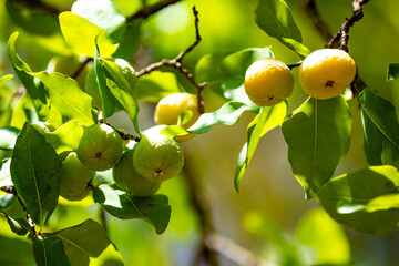 Ripe edible wild fruit from the Brazilian cerrado biome, fruit known as cagaita (Stenocalyx...