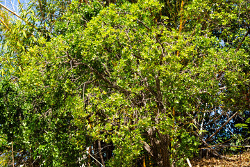 Fototapeta premium Ripe edible wild fruit from the Brazilian cerrado biome, fruit known as cagaita (Stenocalyx dysentericus) of the Magnoliopsida class and the Myrtaceae family.