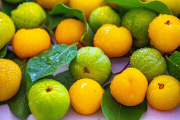Ripe edible wild fruit from the Brazilian cerrado biome, fruit known as cagaita (Stenocalyx dysentericus) of the Magnoliopsida class and the Myrtaceae family.