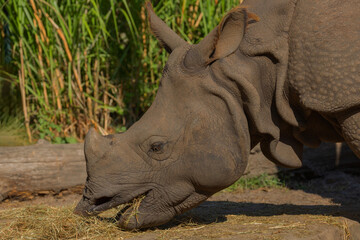 Fototapeta premium portrait of an adult rhinoceros on a sunny day in selective focus.