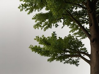 Serene Tree Branches with Lush Green Leaves Against a Minimalist Background for Nature Photography and Eco-Themed Websites