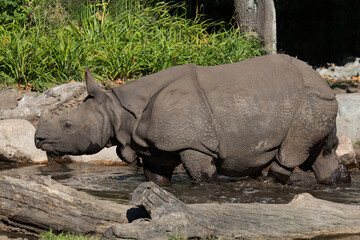 Fototapeta premium portrait of an adult rhinoceros on a sunny day on a natural background