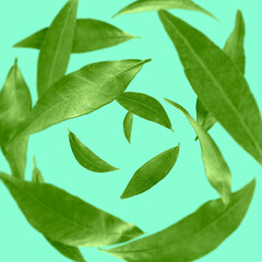 Green leaves swirling in air on turquoise background