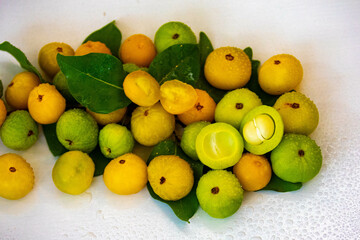 Ripe edible wild fruit from the Brazilian cerrado biome, fruit known as cagaita (Stenocalyx dysentericus) of the Magnoliopsida class and the Myrtaceae family.