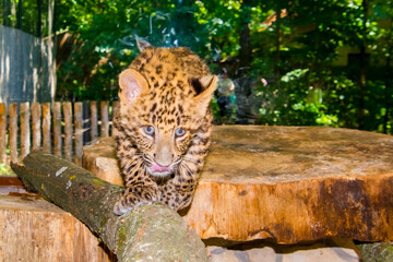 North Chinese leopard baby in a zoo