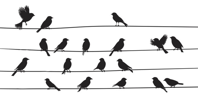 Sparrow silhouettes on power line wires. City urban birds sitting resting on electrical energy wires or telephone cables. Wildlife ecology design. Black and white flat style. Isolated vector on white