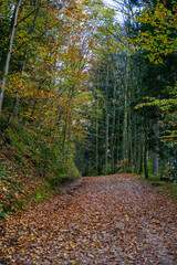 Durch den herbstlichen Wald