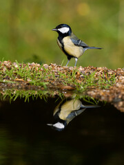 Obraz premium Great tit, Parus major