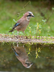 Jay, Garrulus glandarius