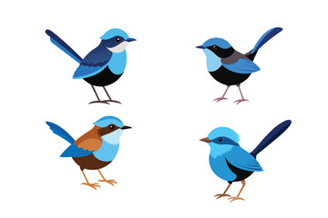 Australian Fairy-Wren Bird vector artwork