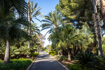 the park Ramat Hanadiv, Israel - October 22, 2024, path with palm trees in the Memorial Gardens of Baron Edmond de Rothschild, Zichron Yaakov,