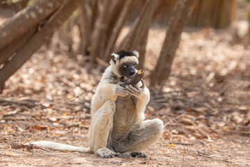 Naklejka premium Sifaka lemur Propithecus verreauxi, Madagascar nature