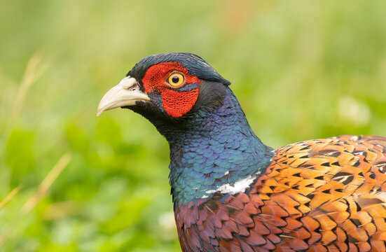 Ring-necked Pheasant, Phasianus colchicus large colourful game bird