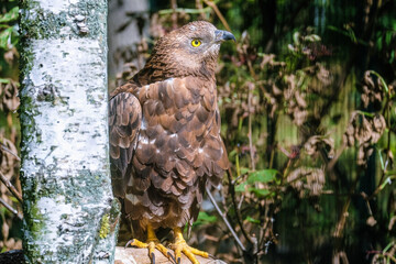 Honey buzzard on branch turned its head to the side and stares intently
