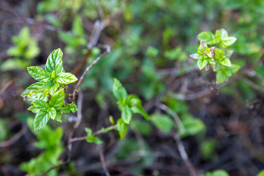 Mentha longifolia, also known as horse mint, brookmint, fillymint or St. John's horsemint, is a species of plant in the family Lamiaceae.