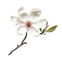 Naklejka premium Magnolia Flower on transparent background